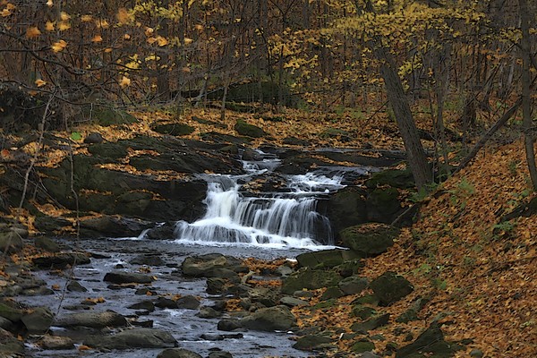 Sunny Brook