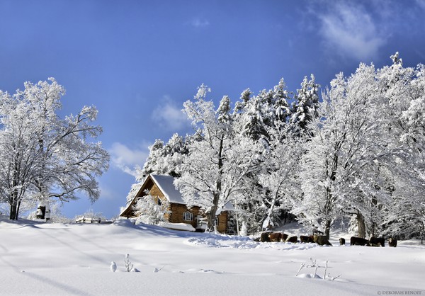 Vermont Winter Beauty