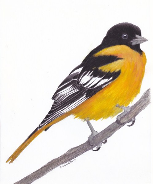 Baltimore Oriole