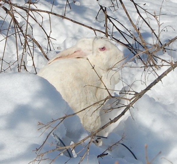 Snow White