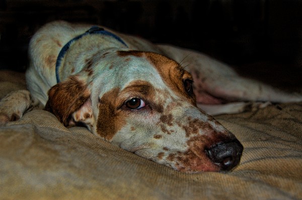 Sienna in Repose
