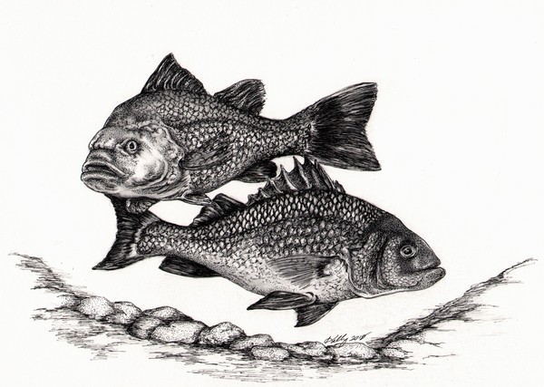White Perch