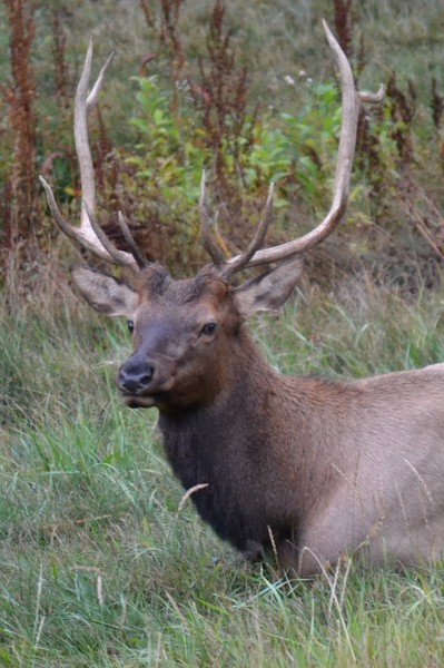 Elk