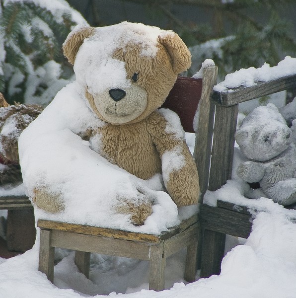 Bear