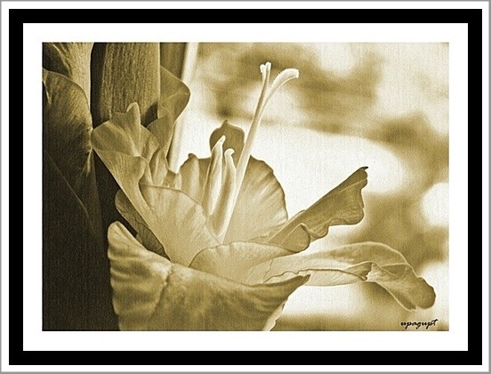 flower beauty-art