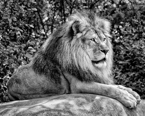 Lion B&W