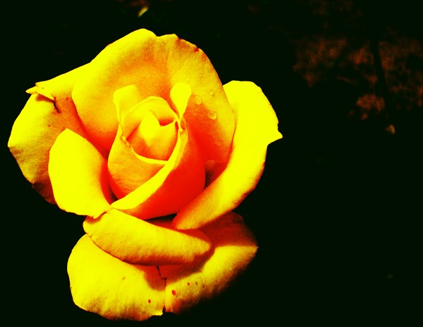 yellowdised