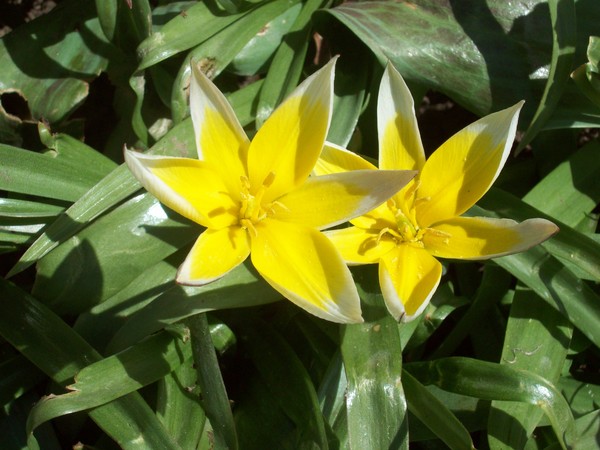 Yellow stars
