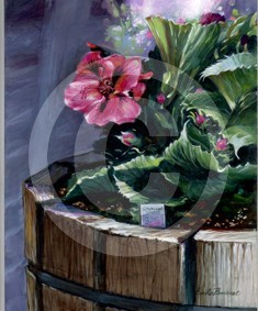 Geranium