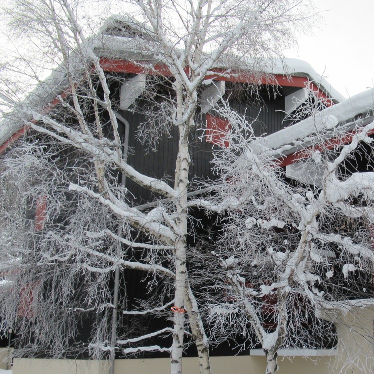 THE TREE IN FRONT OF OUR SMALL BUILDING