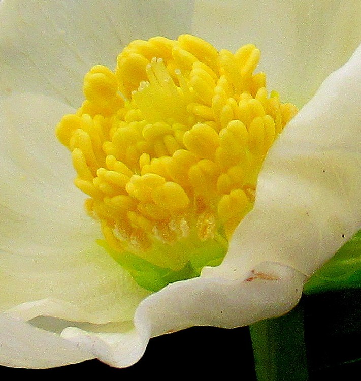 MACRO CHRISTMAS ROSE