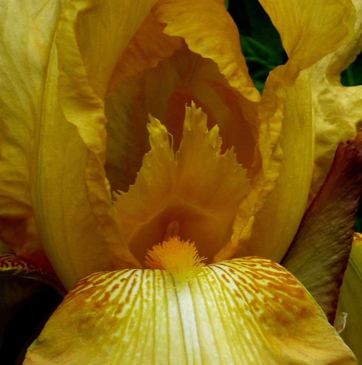 IRIS CORE