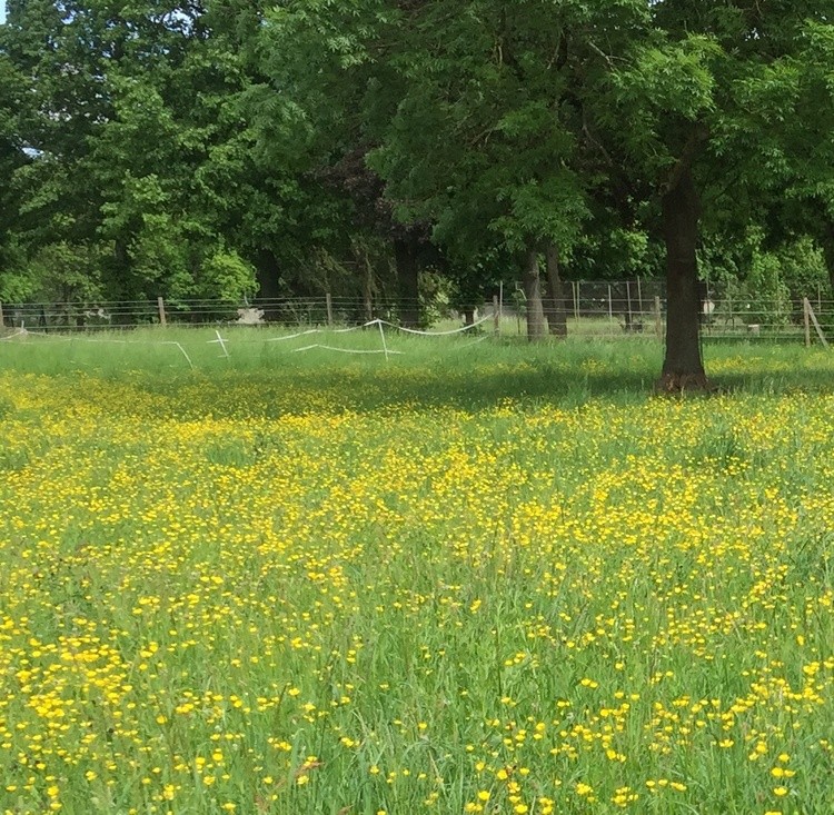 SO GREEN