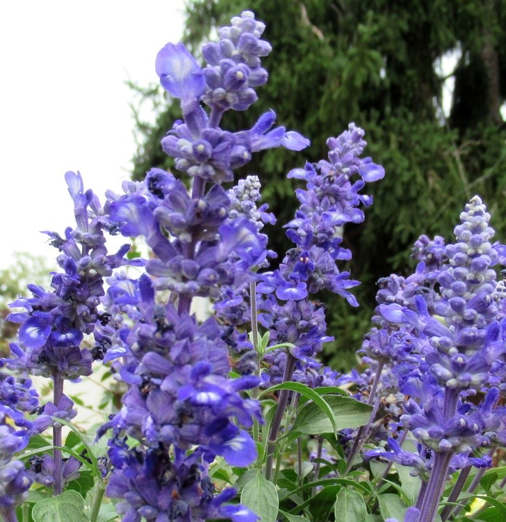 LAVENDER
