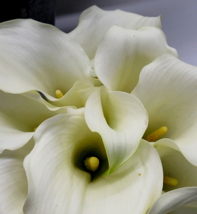 ARUMS