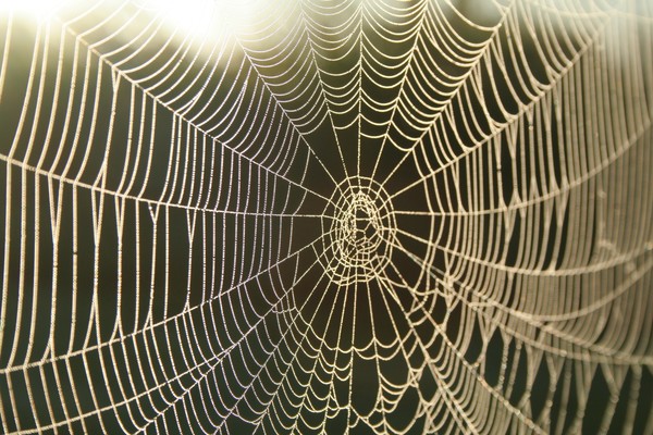 Dewey Web