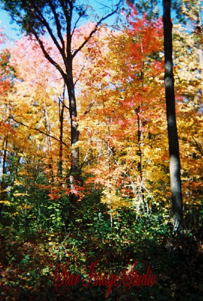 Autumn Glory