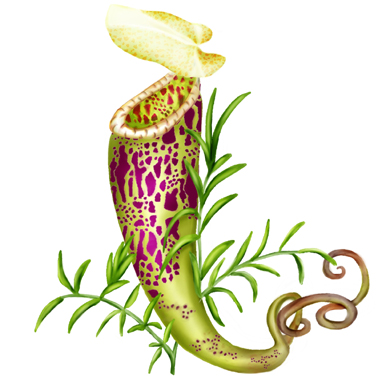 Pitcher Plant
