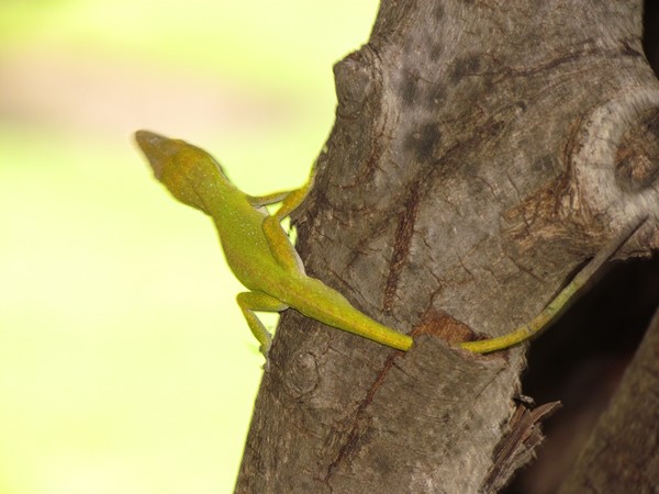 leaping lizzards ll