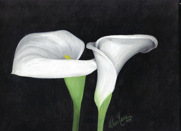 Calla Lillies