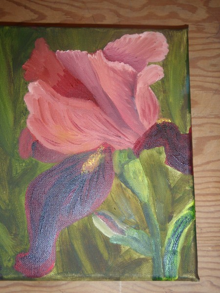 Iris
