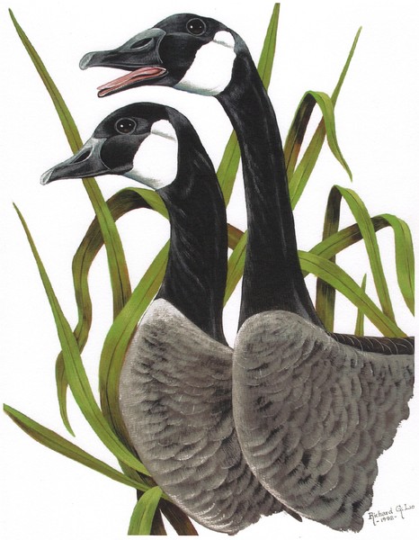 Canada Geese in Reeds