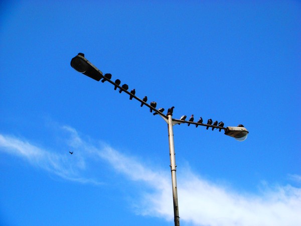 Birds Eye
