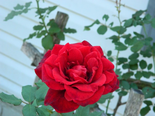 Red Demention