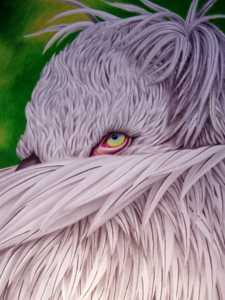 Dalmatian pelican