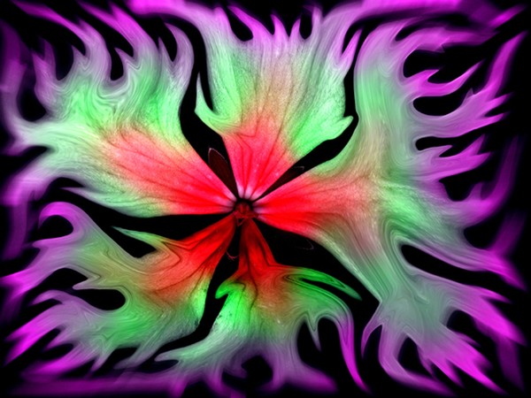 Dianthus warp