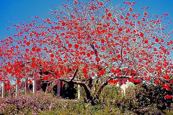 Red Tree