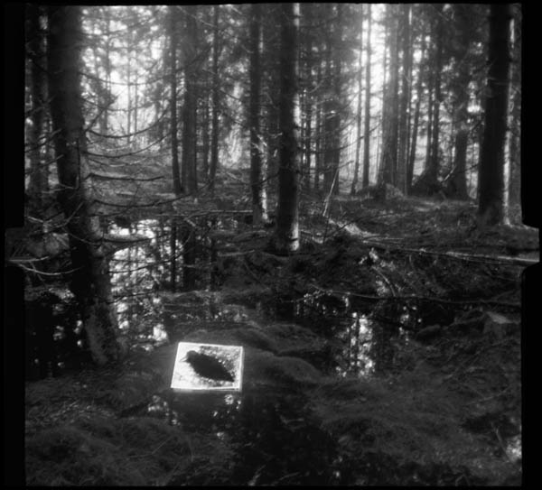 Dead bird in forest