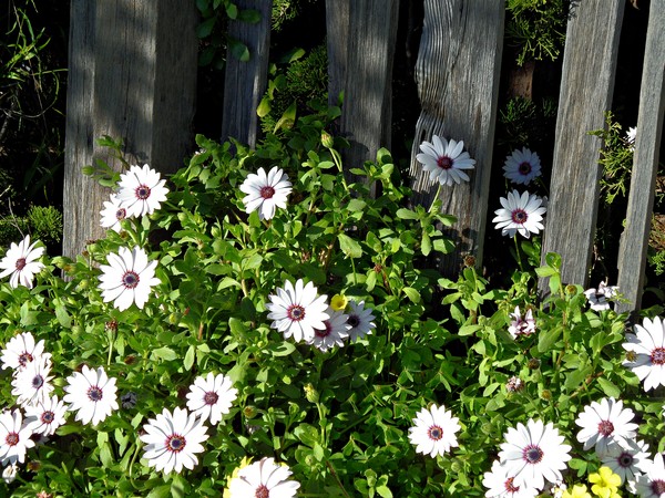 Association Flower