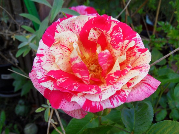 Pink Oddity