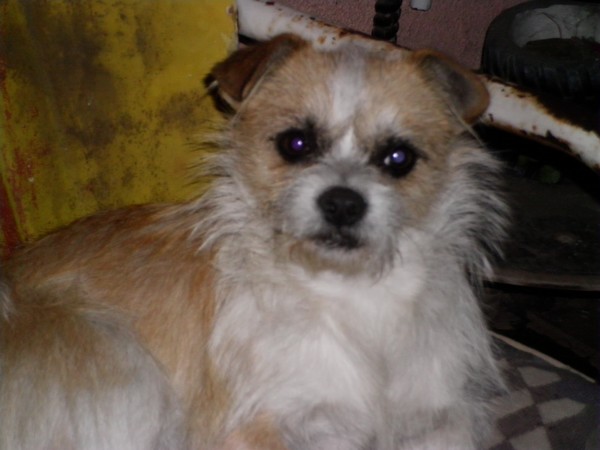 MY DOG FAYO, FAYO