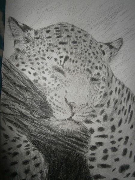 sleepy leapard