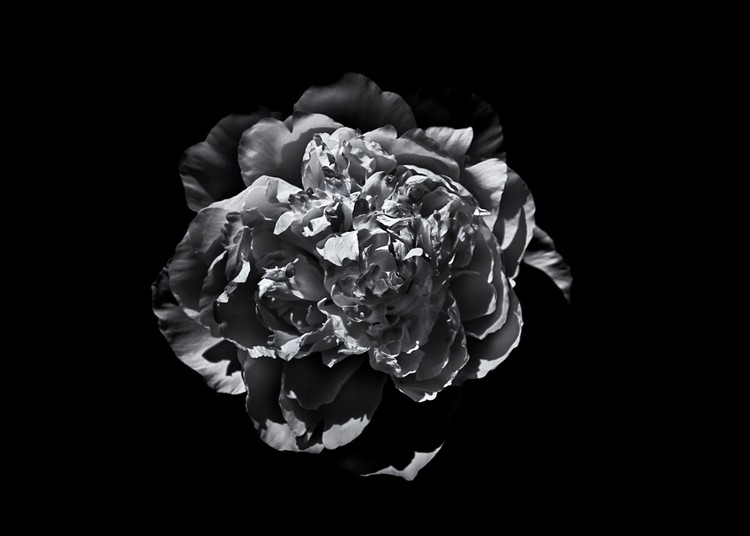 Backyard Flowers In Black And White 19