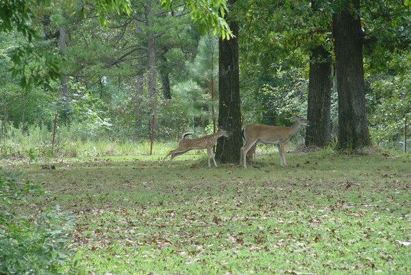 Momma & The Twins