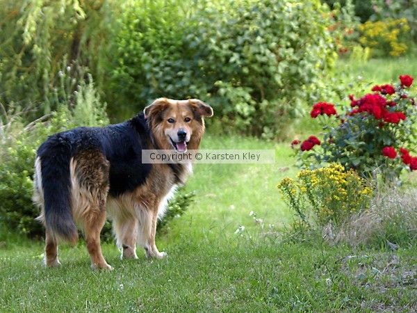 Happy Dog