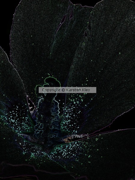 Flower - Dark begin