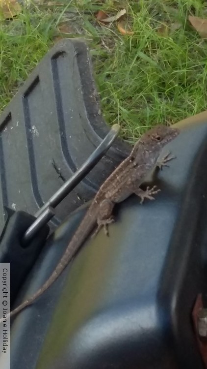 PHOTO, MY LAWN MOWER HELPER