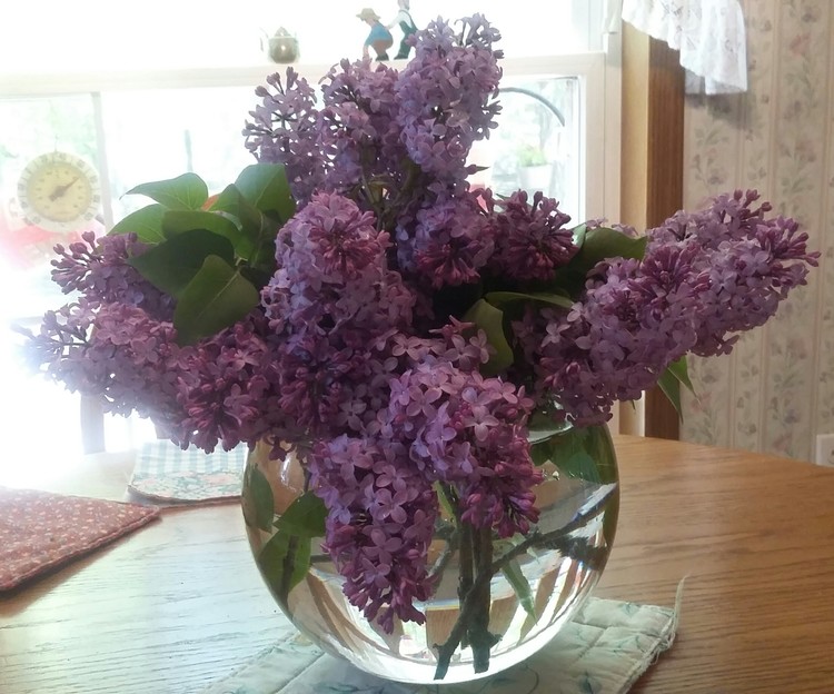 Lilacs, Smells so good.
