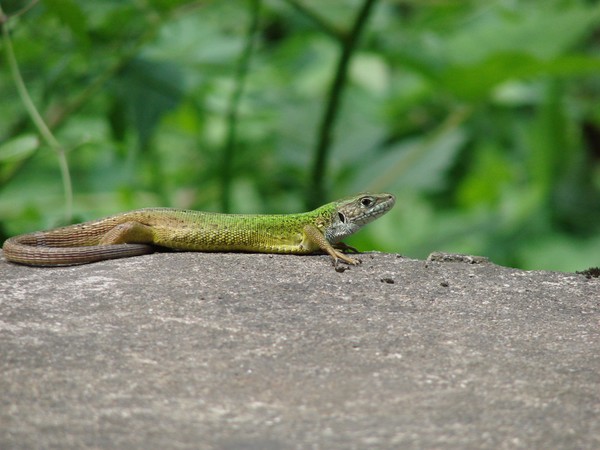 Green lizzard