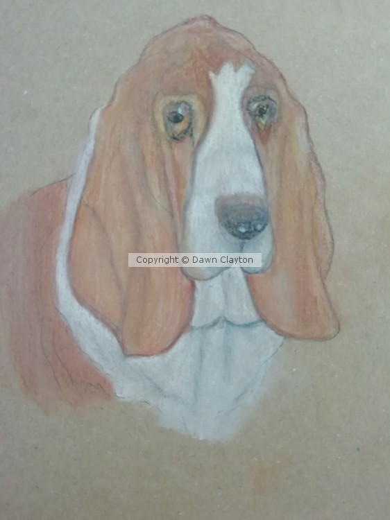 Basset Hound2