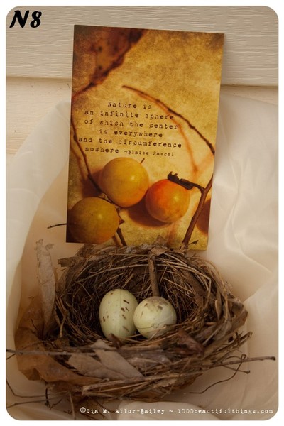 Nature Postcard N8 Ready to Ship