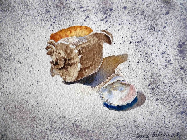 Sea Shell