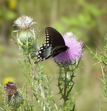 Life of a Butterfly