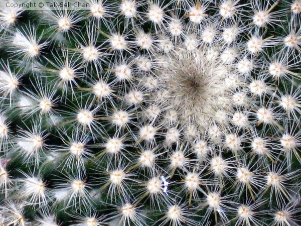 Surface of a Cactus