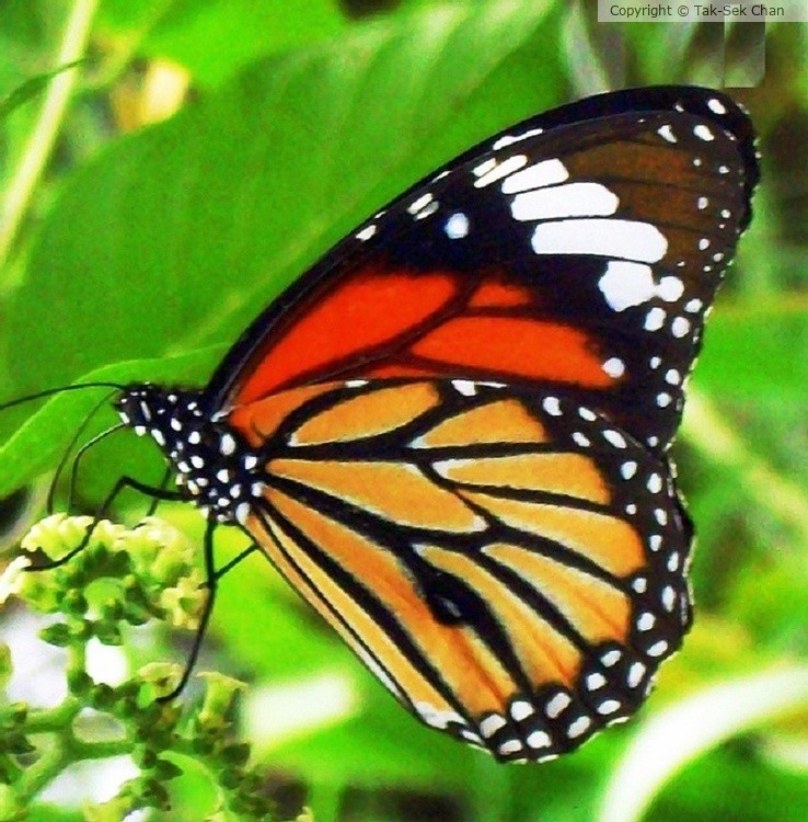 Common Tiger Butterfly (Danaus genutia)