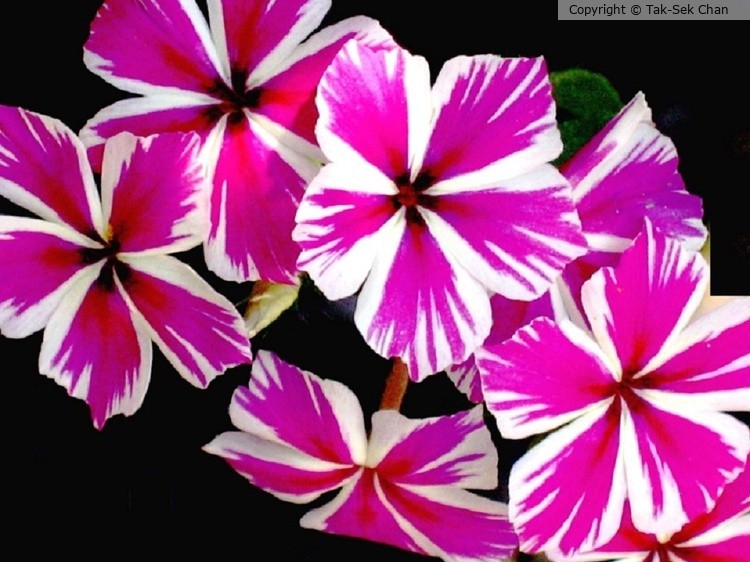 Phlox 07-26-2009